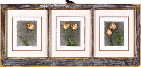 Three Pane Parrot Tulips - Framed